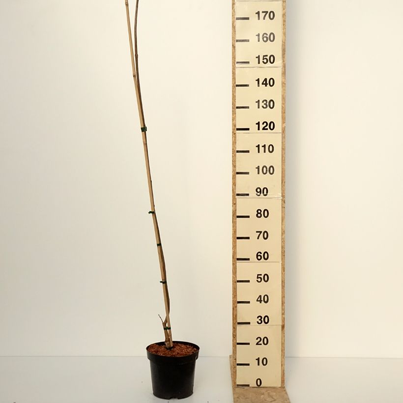 Catalpa ovata Slender Silhoutte Maceta 7,5L/10L Ejemplar entregado en invierno