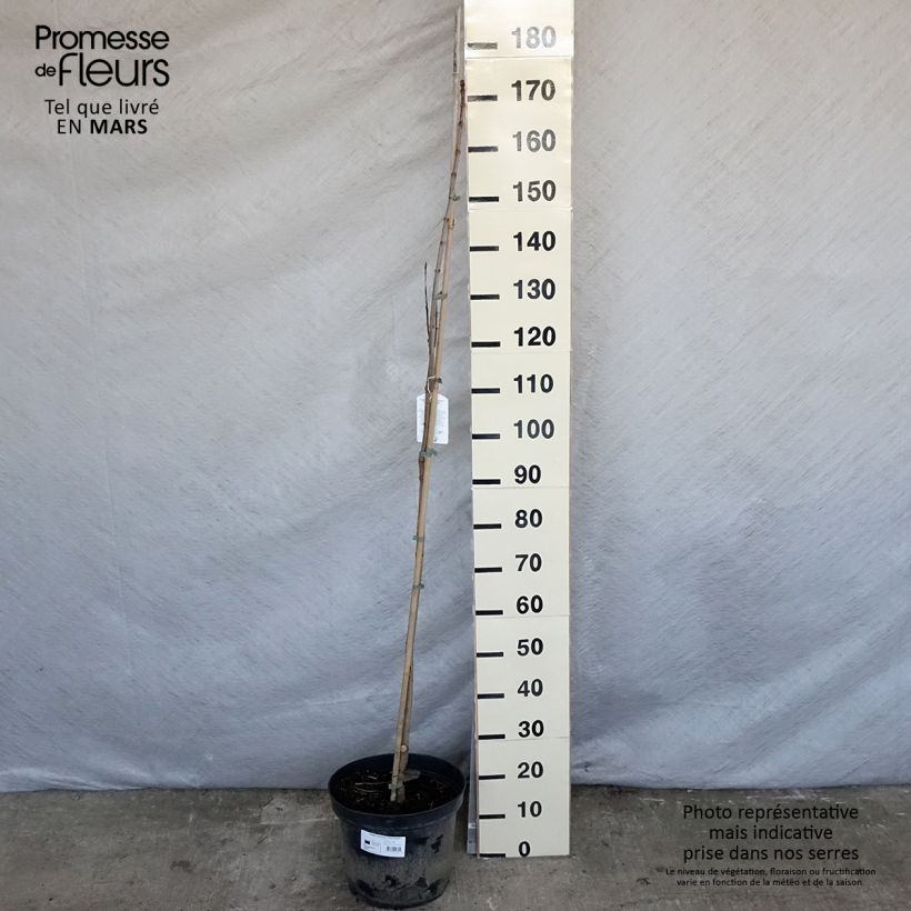 Catalpa speciosa pulverulenta Maceta 7,5L/10L Ejemplar entregado en la primavera