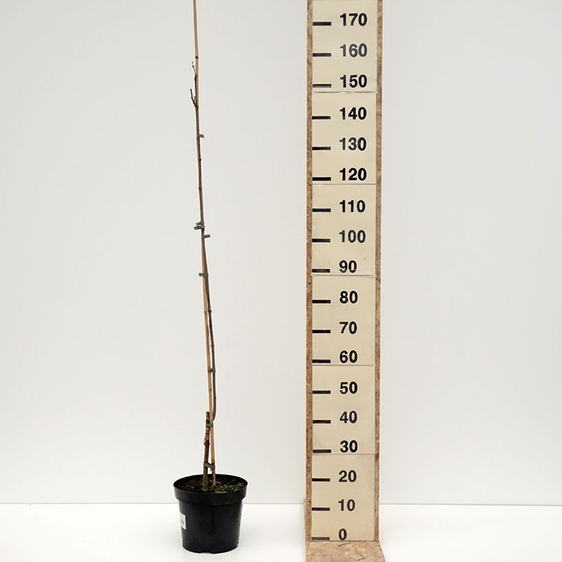 Catalpa speciosa pulverulenta Maceta 7,5L/10L Ejemplar entregado en invierno