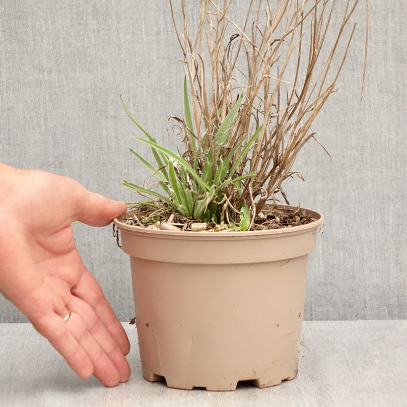 Ejemplar de Catananche caerulea - Flecha de cupido Maceta 2L/3L entregado en verano