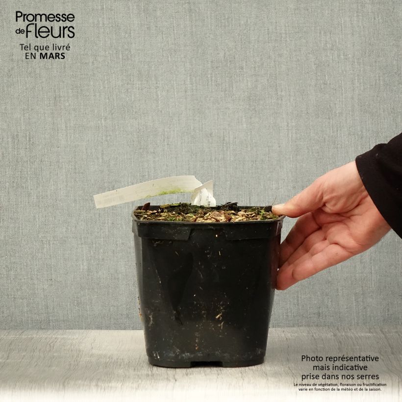 Cautleya spicata Robusta Maceta 2L/3L Ejemplar entregado en la primavera