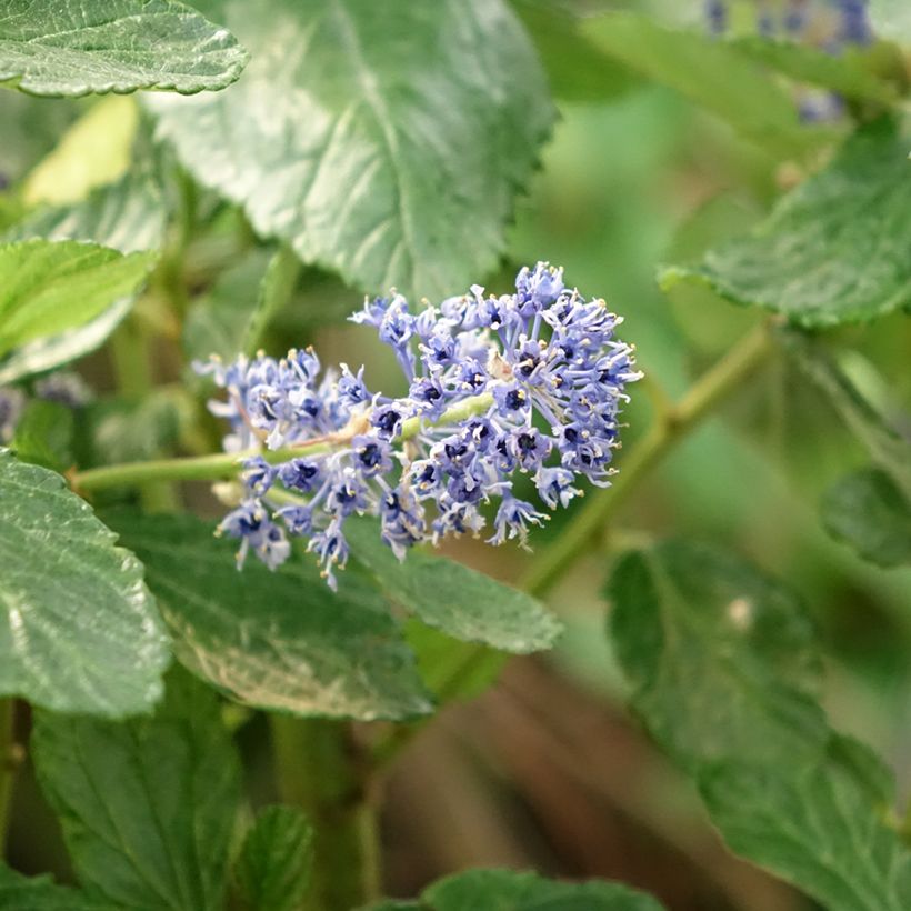 Ceanoto arboreus Trewithen Blue - Ceanoto arbóreo (Floración)