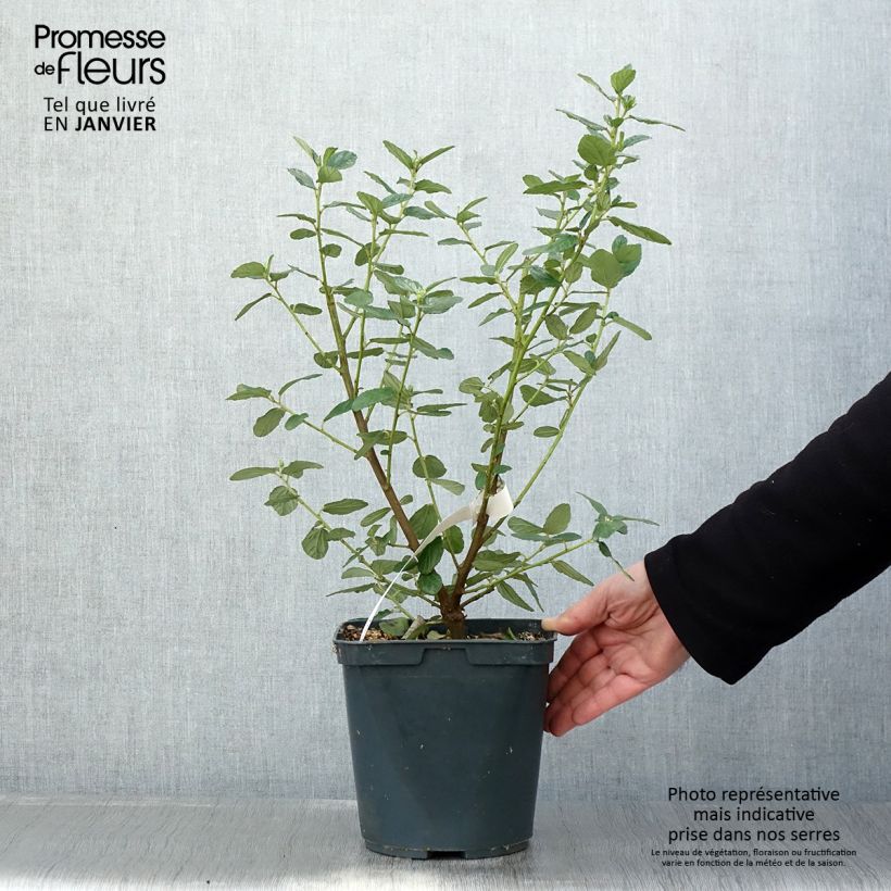 Ceanoto arboreus Trewithen Blue - Ceanoto arbóreo Maceta 4L/5L Ejemplar entregado en invierno