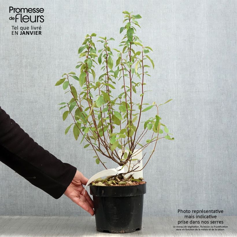 Ceanoto Henri Desfossé Maceta 2L/3L Ejemplar entregado en invierno