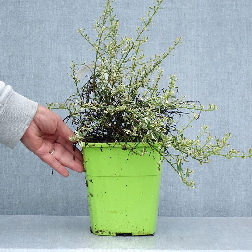 Ejemplar de Ceanoto Cool Blue Maceta 4L/5L entregado en verano