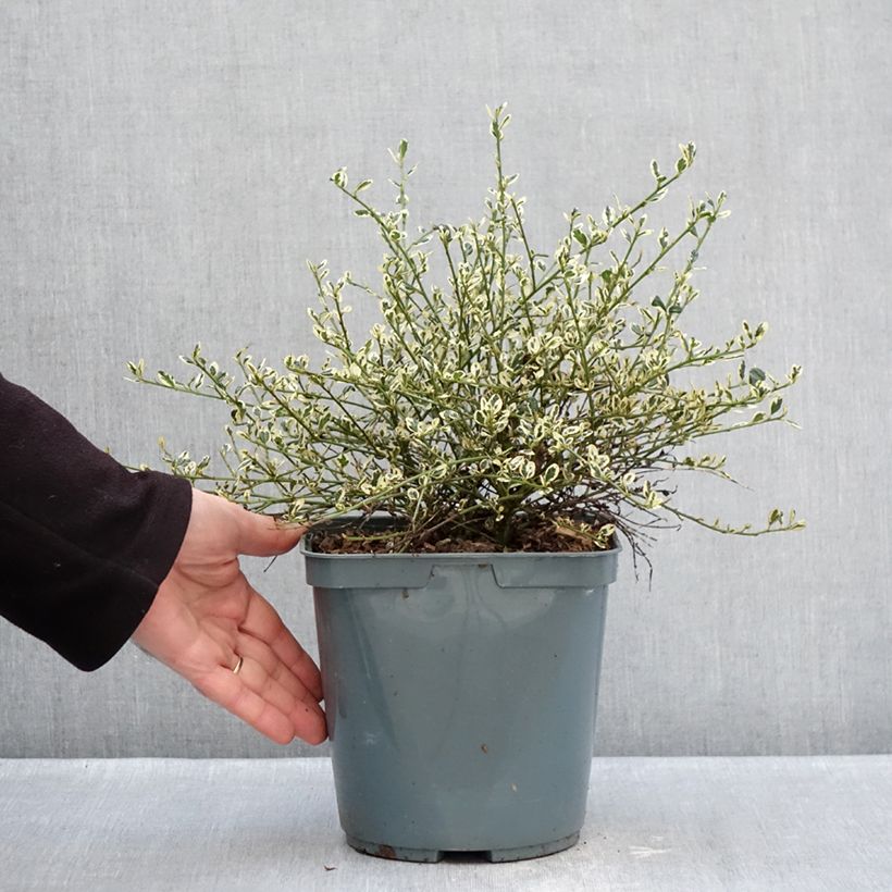 Ceanoto Cool Blue Maceta 4L/5L Ejemplar entregado en invierno