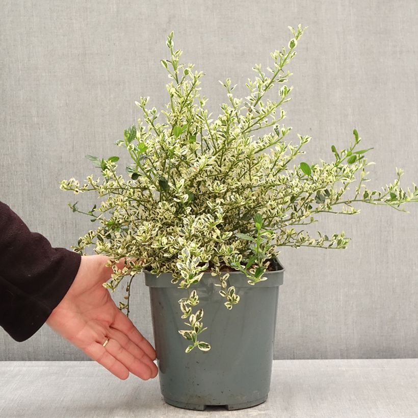 Ceanoto Cool Blue Maceta 4L/5L Ejemplar entregado en la primavera