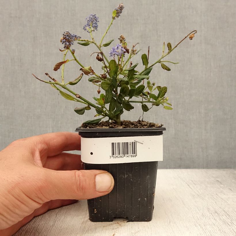 Ceanoto Italian Skies Maceta de 8/9 cm Ejemplar entregado en la primavera