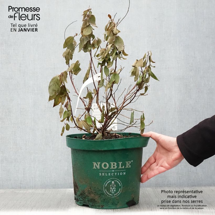 Ceanoto pallidus Marie Blue Maceta 7,5L/10L Ejemplar entregado en invierno