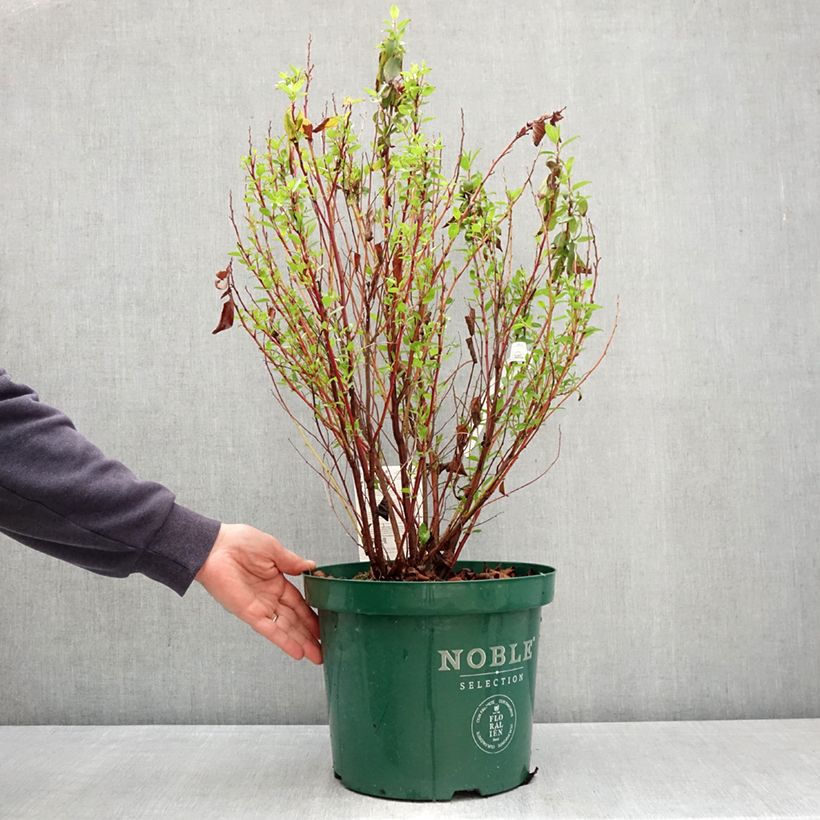 Ceanoto pallidus Marie Rose Maceta 7,5L/10L Ejemplar entregado en la primavera