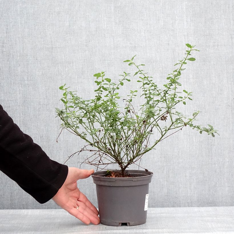 Ceanoto thyrsiflorus Snow Flurries Maceta 2L/3L Ejemplar entregado en invierno