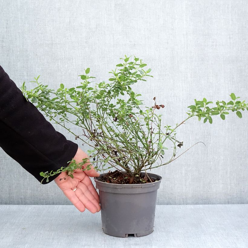 Ceanoto thyrsiflorus Snow Flurries Maceta 2L/3L Ejemplar entregado en la primavera