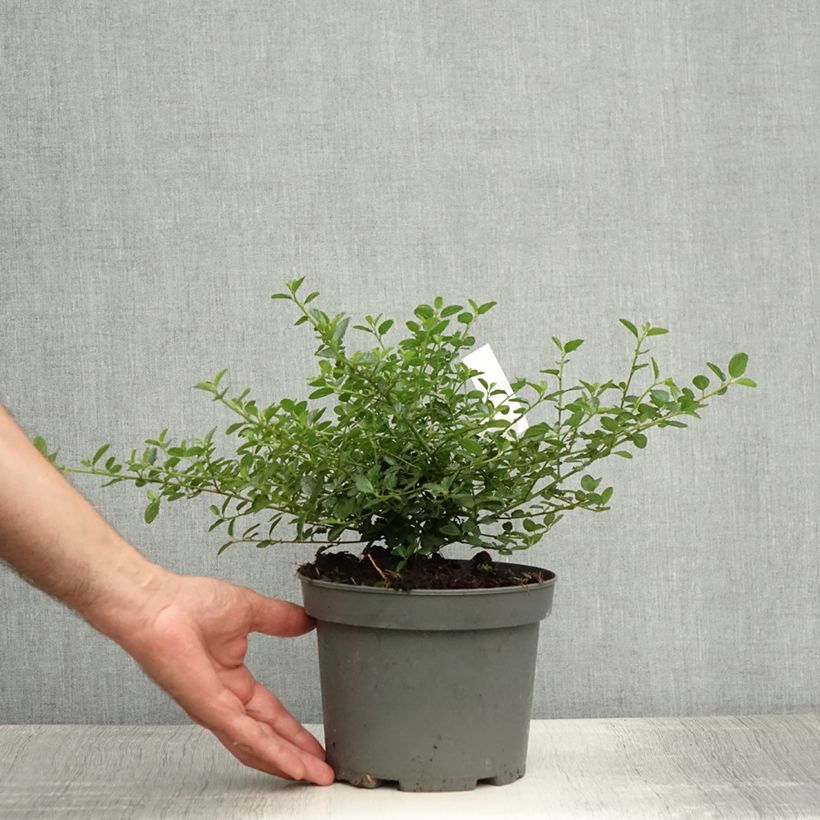 Ejemplar de Ceanoto thyrsiflorus Repens Maceta 2L/3L entregado en verano