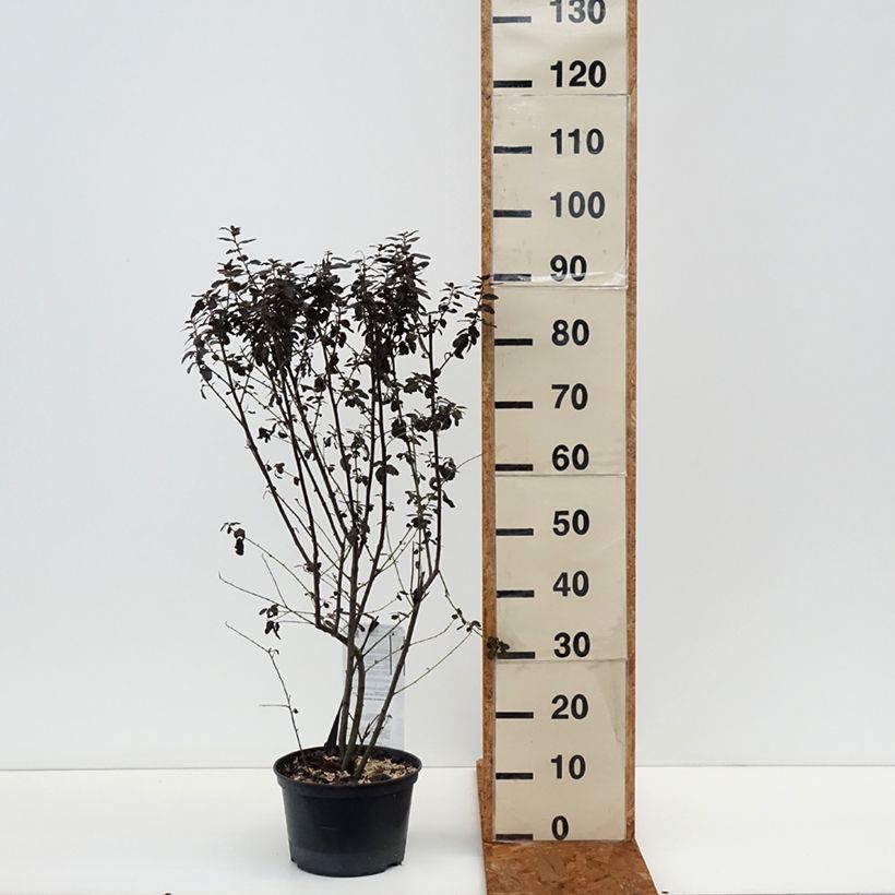 Ceanoto thyrsiflorus Tuxedo Maceta 4L/5L Ejemplar entregado en invierno