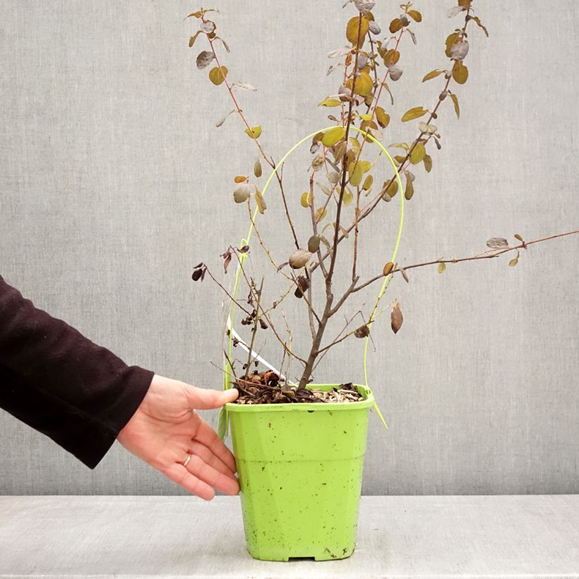 Ceanoto thyrsiflorus Tuxedo Maceta 4L/5L Ejemplar entregado en la primavera