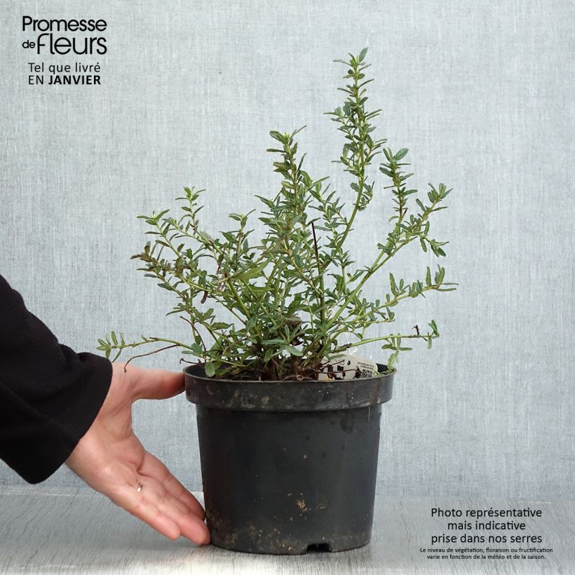 Ceanoto Blue Diamond Maceta 2L/3L Ejemplar entregado en invierno