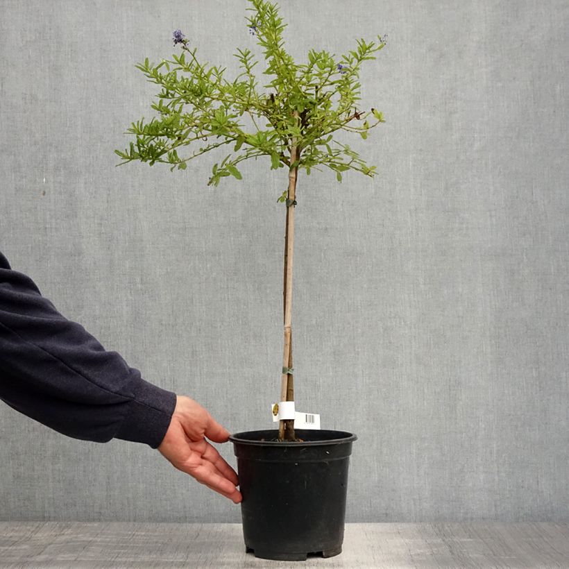 Ceanoto Blue Mound Maceta 3L/4L, Tallo Ejemplar entregado en la primavera