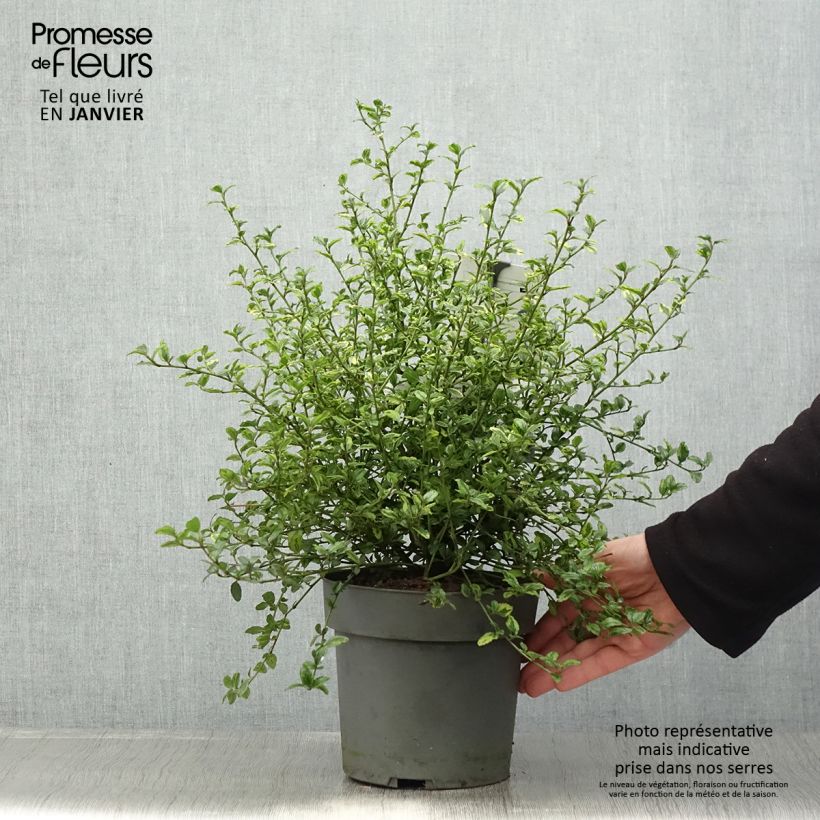 Ceanoto thyrsiflorus El Dorado Maceta 2L/3L Ejemplar entregado en invierno