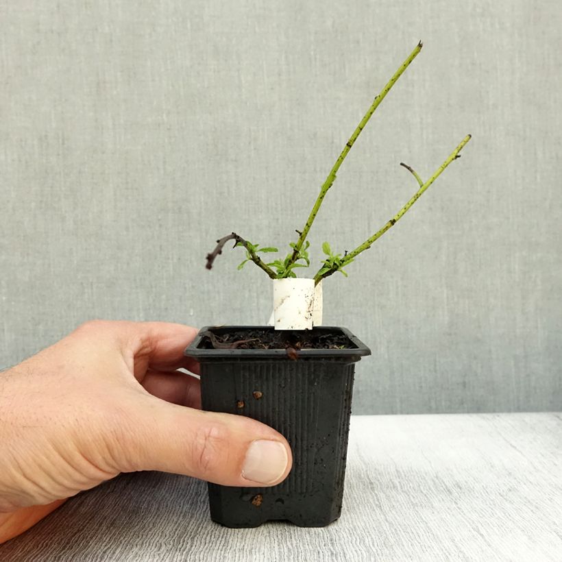 Ejemplar de Ceanoto thyrsiflorus Repens Maceta de 8/9 cm entregado en otoño