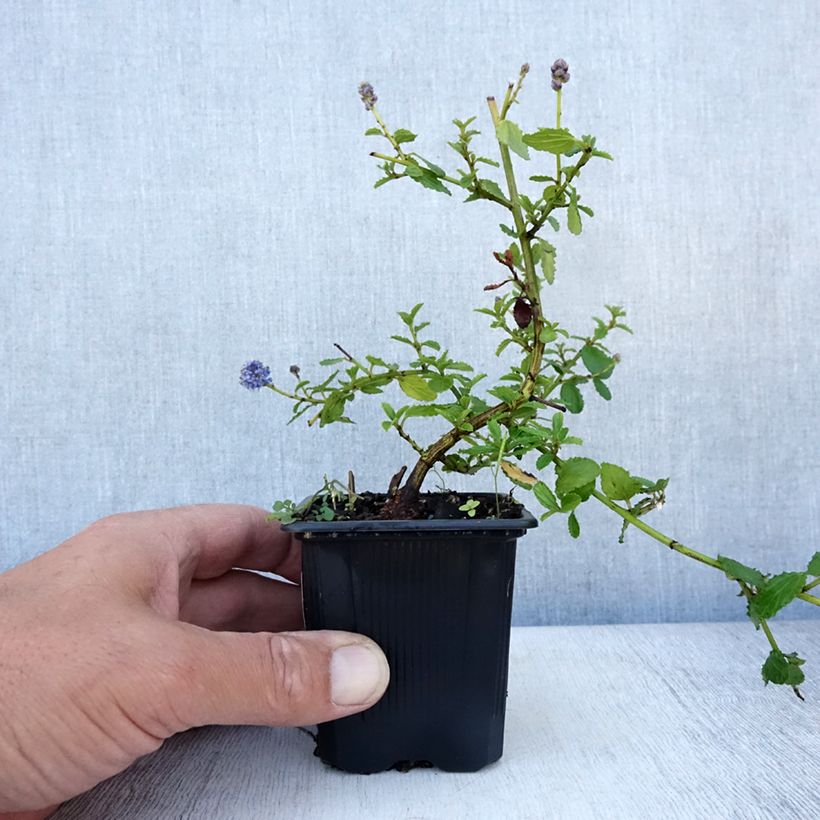 Ejemplar de Ceanoto thyrsiflorus Repens Maceta de 8/9 cm entregado en verano