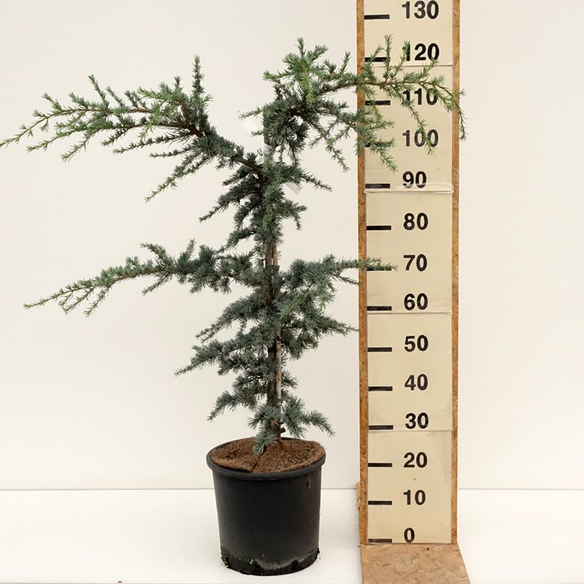 Ejemplar de Cedro de Líbano - Cedrus libani subsp. atlantica Horstmanns Silberspitz Maceta 12L/15L entregado en verano