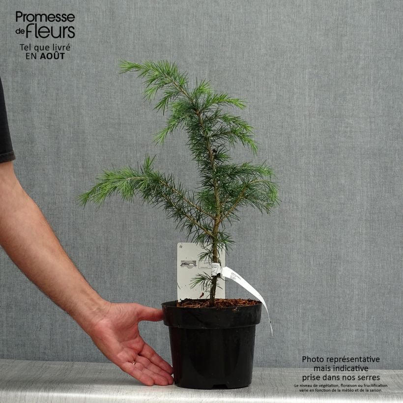 Ejemplar de Cedrus deodara Feeling Blue - Cedro del Himalaya Maceta 3L/4L entregado en verano