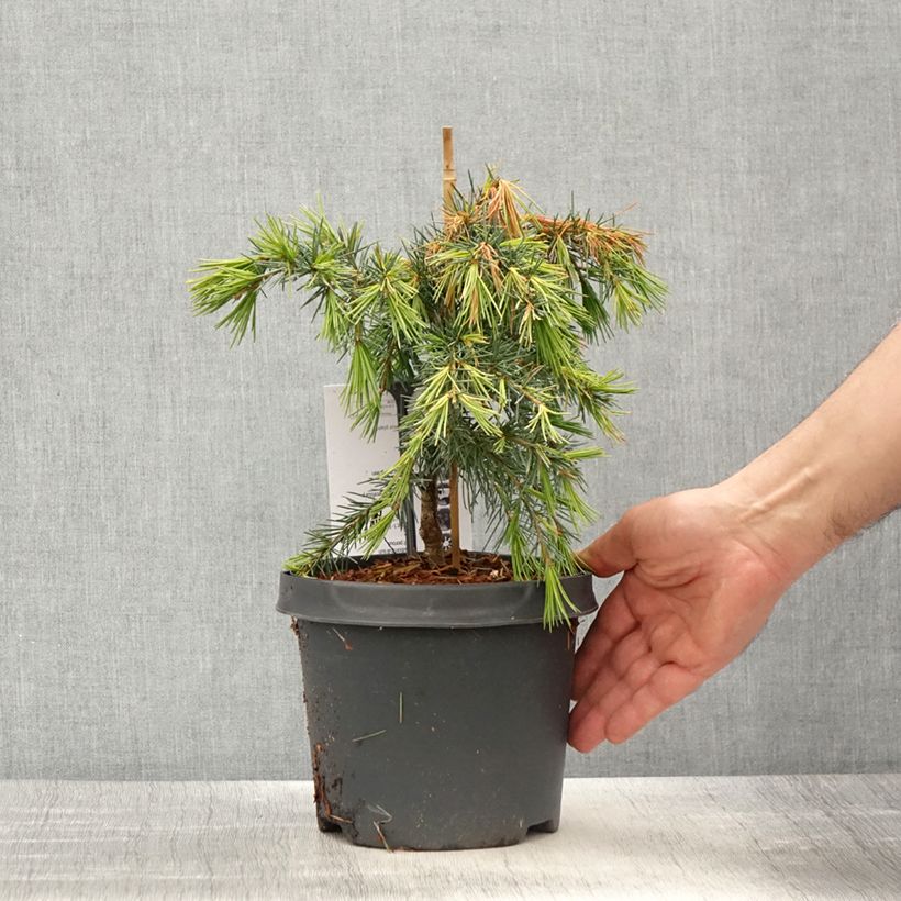 Cedro del Himalaya - Cedrus deodara Feeling Blue Maceta 3L/4L Ejemplar entregado en la primavera