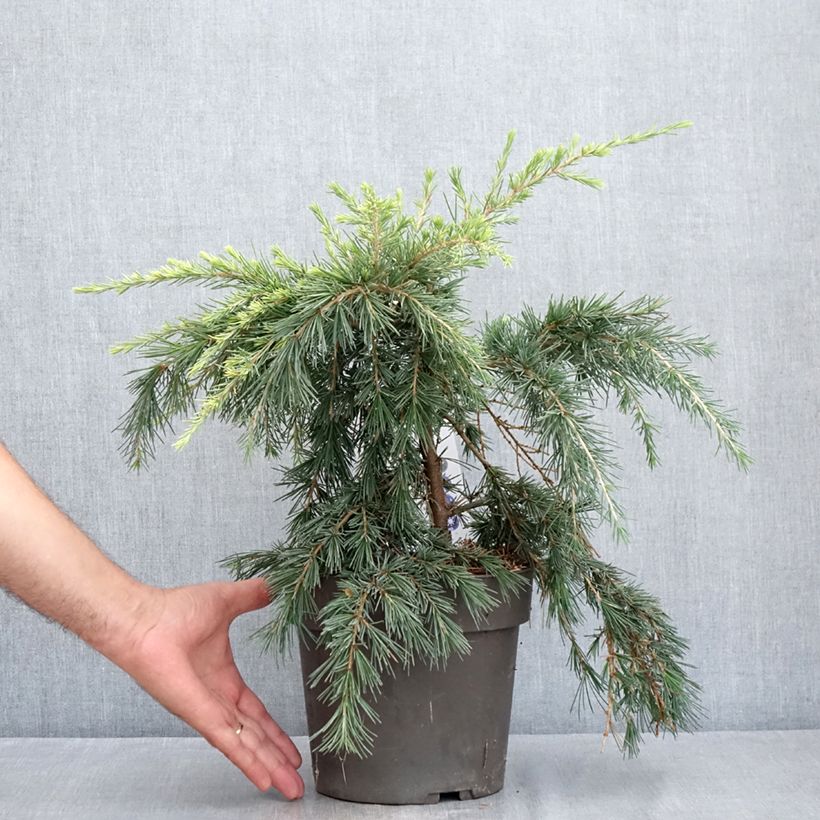 Ejemplar de Cedro del Himalaya - Cedrus deodara Feeling Blue Maceta 3L/4L entregado en verano