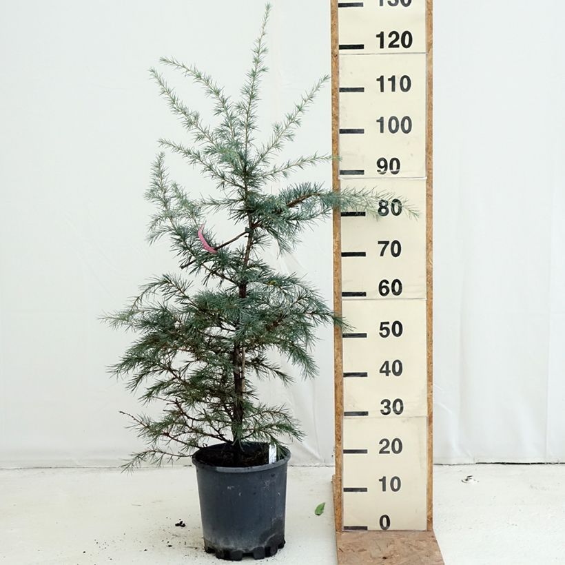 Ejemplar de Cedro del Himalaya - Cedrus deodara Pendula Maceta 4L/5L entregado en otoño