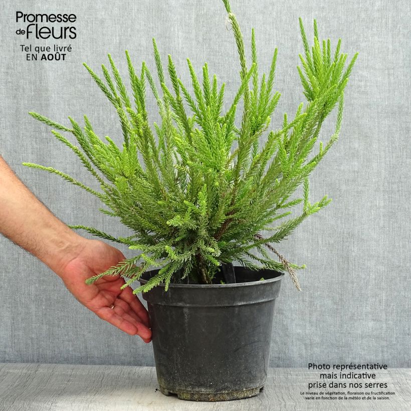 Ejemplar de Sudi Araucarioides - Cryptomeria japonica Maceta 4L/5L entregado en verano