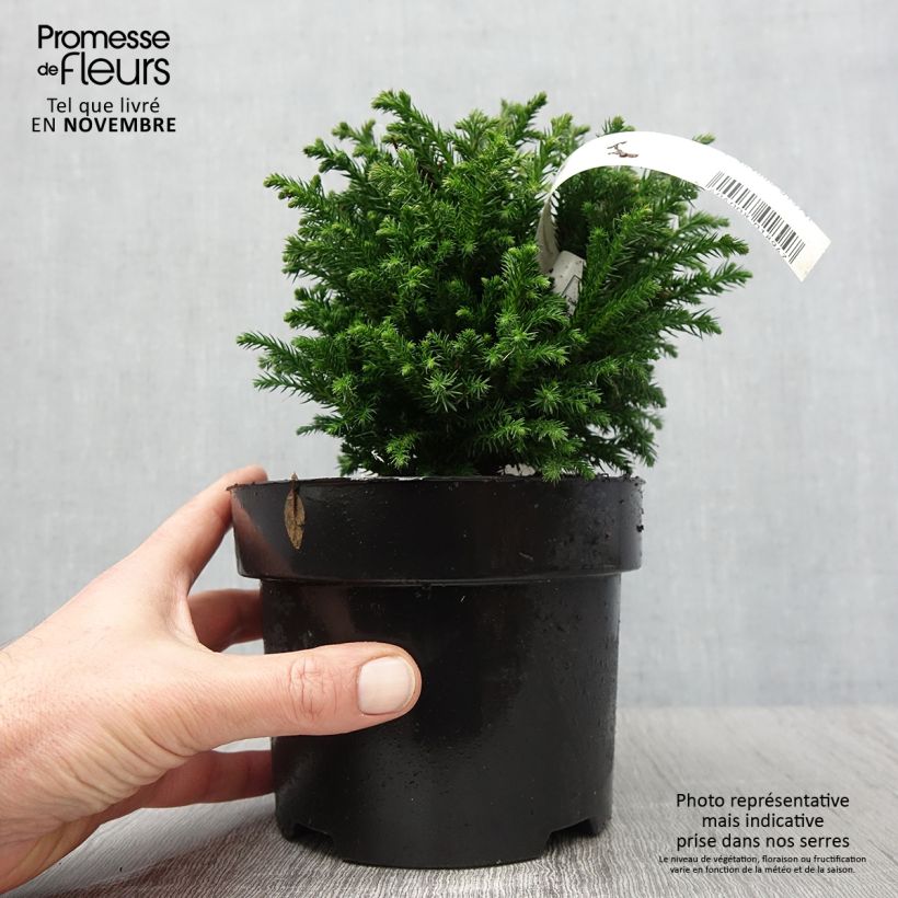 Ejemplar de Sugi Green Pearl - Cryptomeria japonica Maceta 2L/3L entregado en otoño