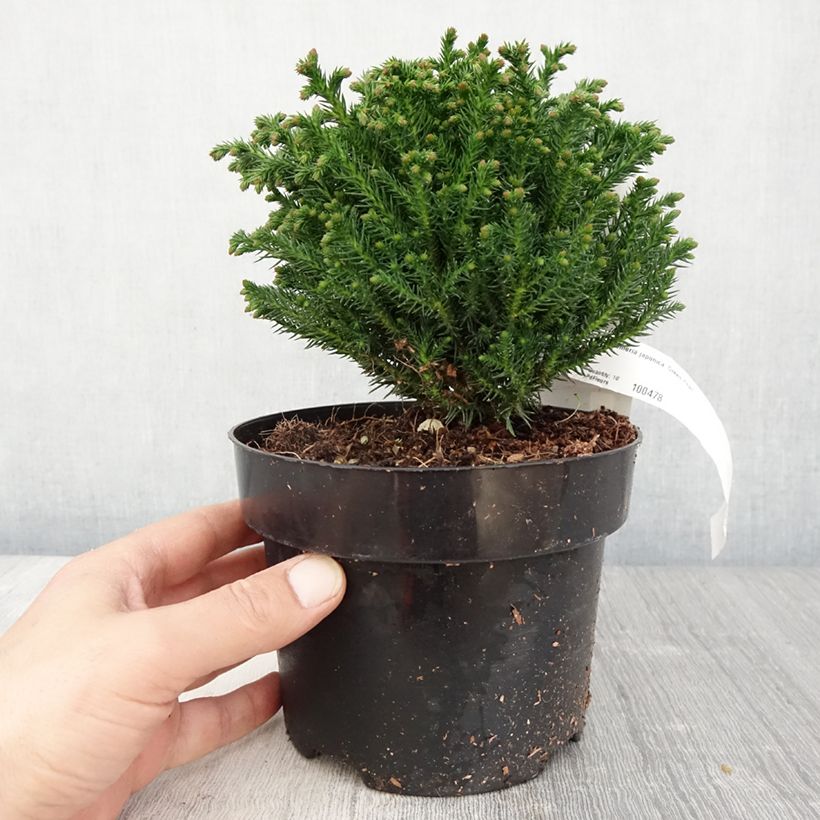 Sugi Green Pearl - Cryptomeria japonica Maceta 2L/3L Ejemplar entregado en la primavera