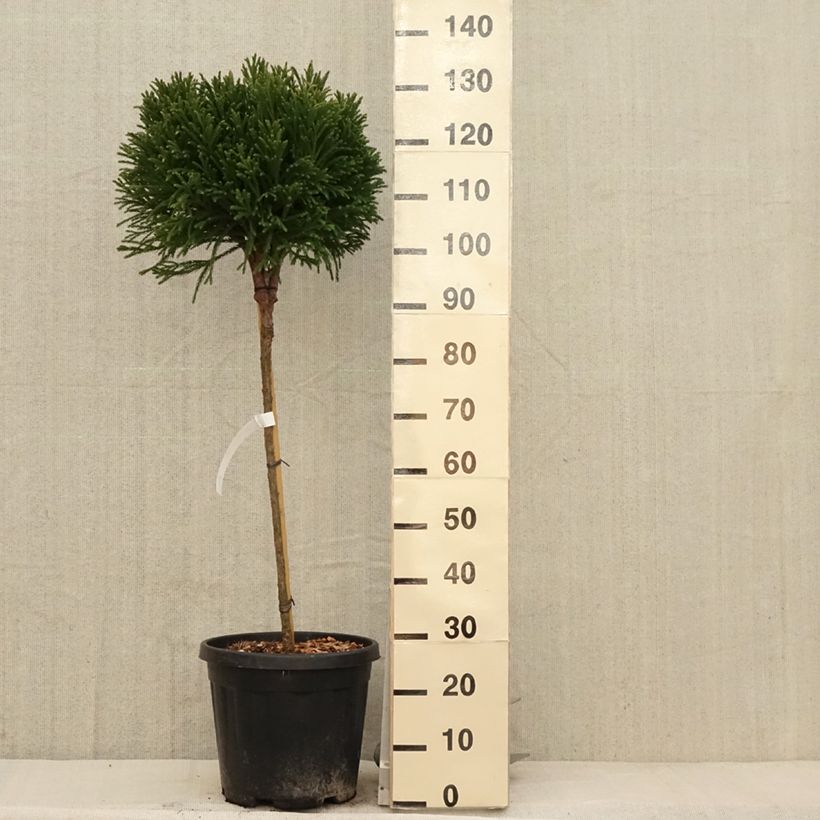 Sugi Globosa Nana - Cryptomeria japonica Maceta 12L/15L, Tallo Ejemplar entregado en la primavera