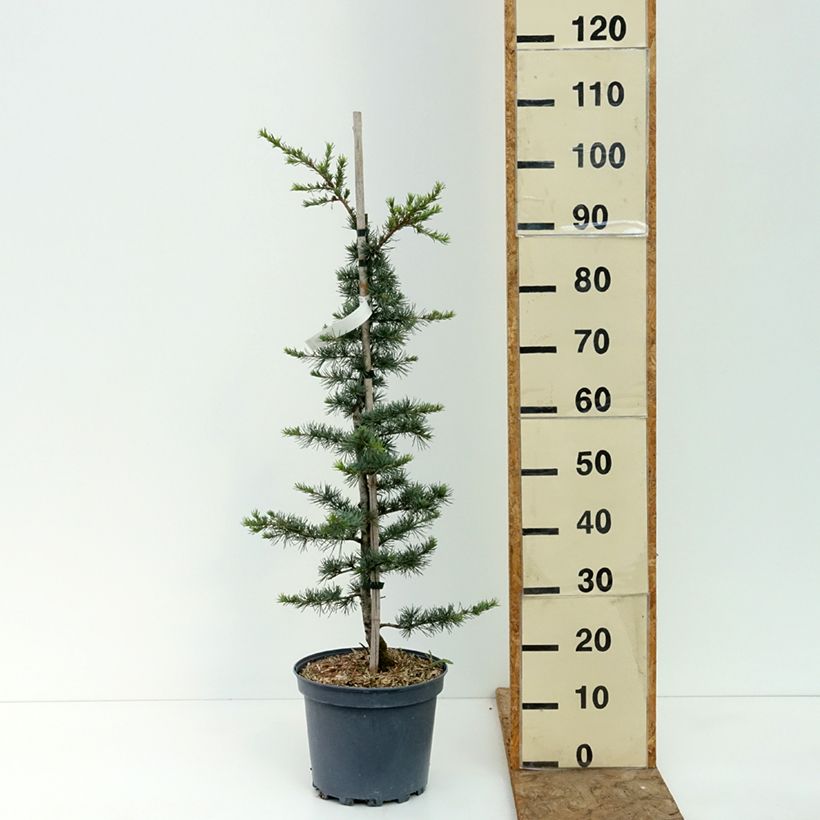 Ejemplar de Cedro de Líbano - Cedrus libani Maceta 7,5L/10L, Formación arbustiva entregado en verano