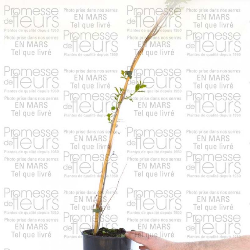 Ejemplo de ejemplar de Celastrus scandens Autumn Revolution Maceta 2L/3L tal y como se entrega