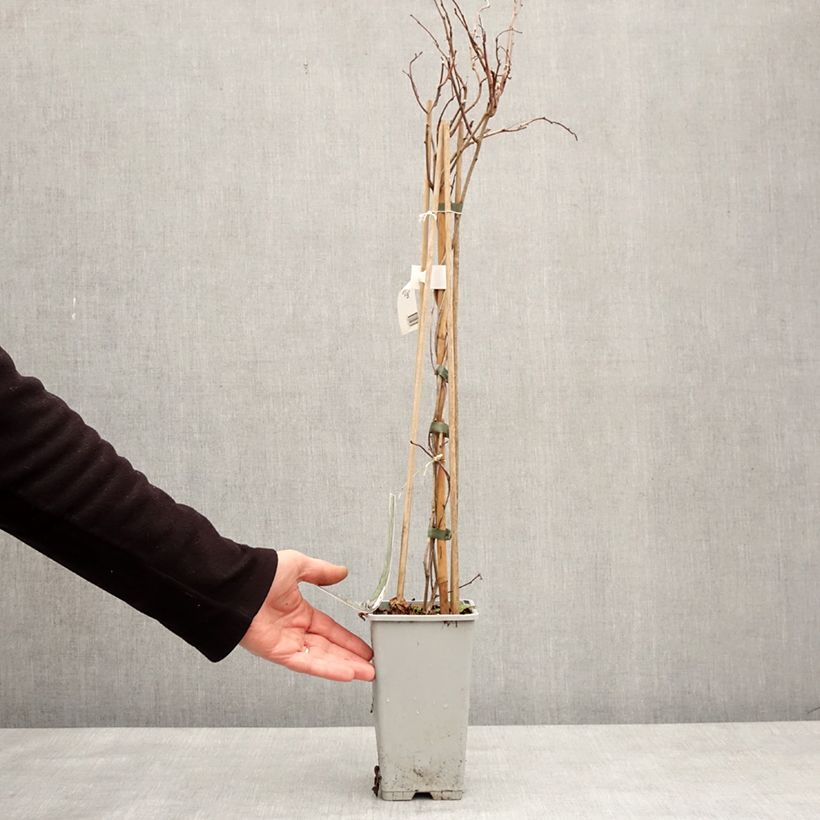 Celastrus orbiculatus Diana Maceta 2L/3L Ejemplar entregado en invierno