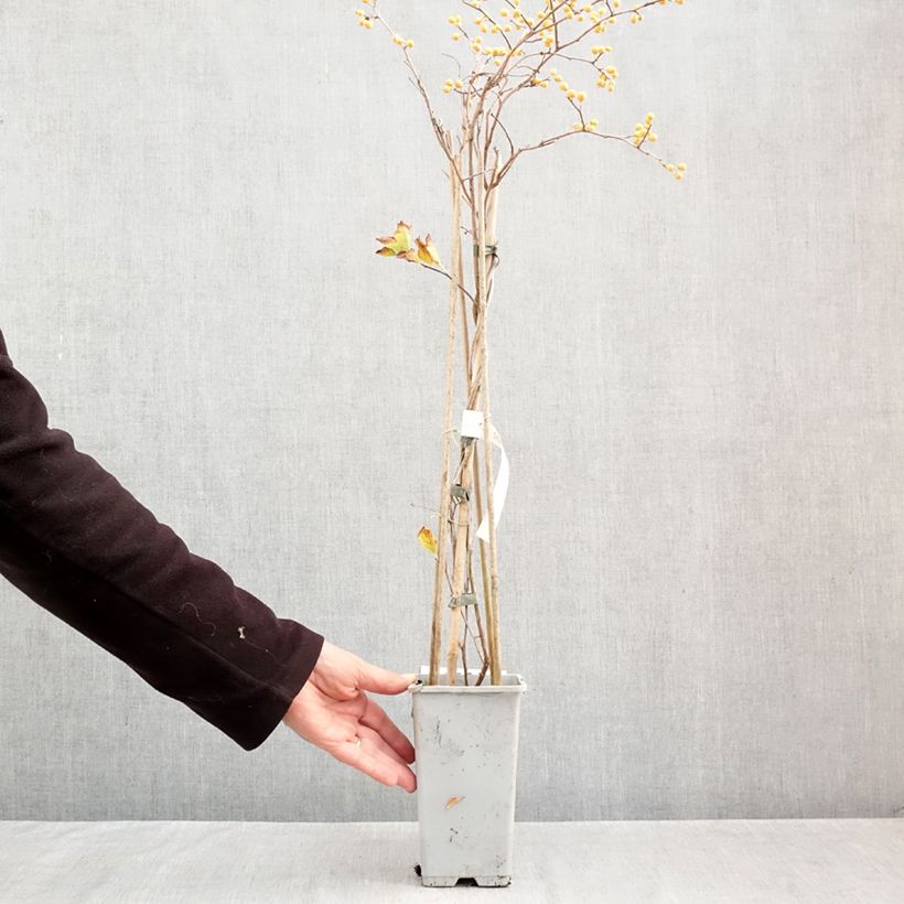 Ejemplar de Celastrus orbiculatus Diana Maceta 2L/3L entregado en otoño