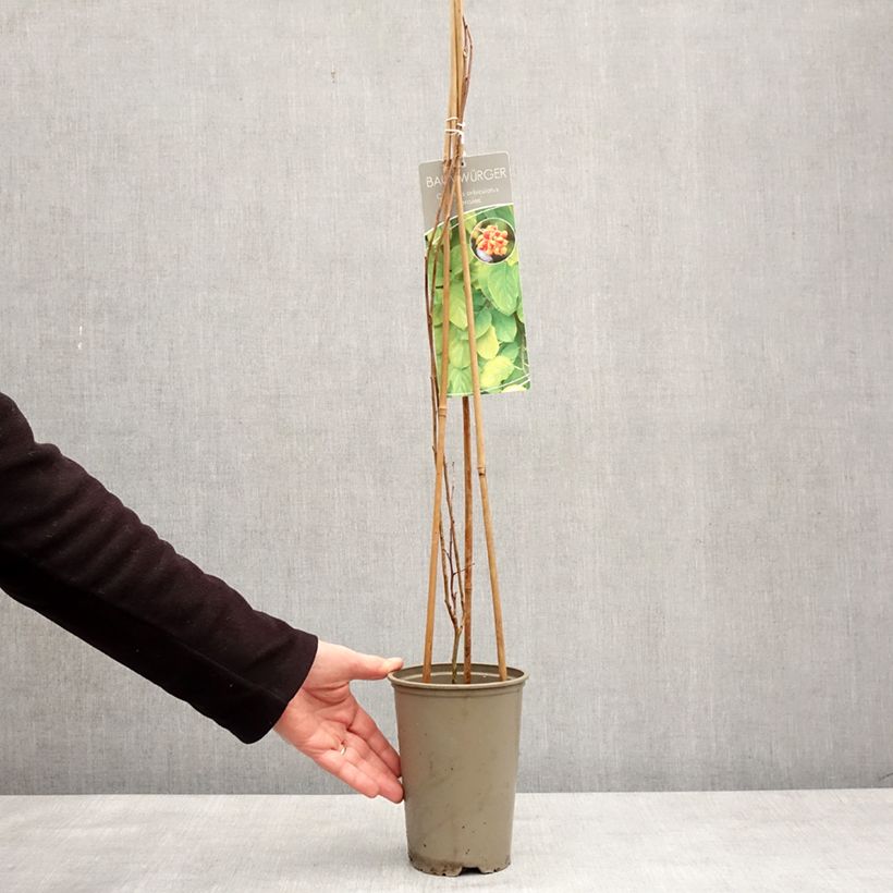 Celastrus orbiculatus Hercules Maceta 2L/3L Ejemplar entregado en invierno