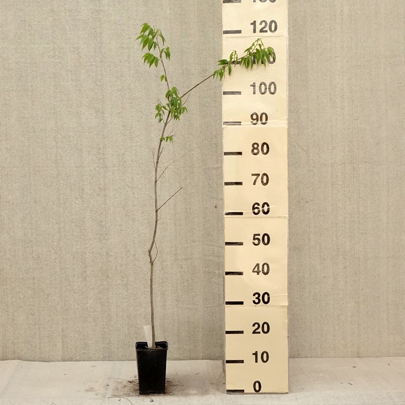 Ejemplar de Celtis australis - Almez Maceta de 8/9 cm entregado en verano