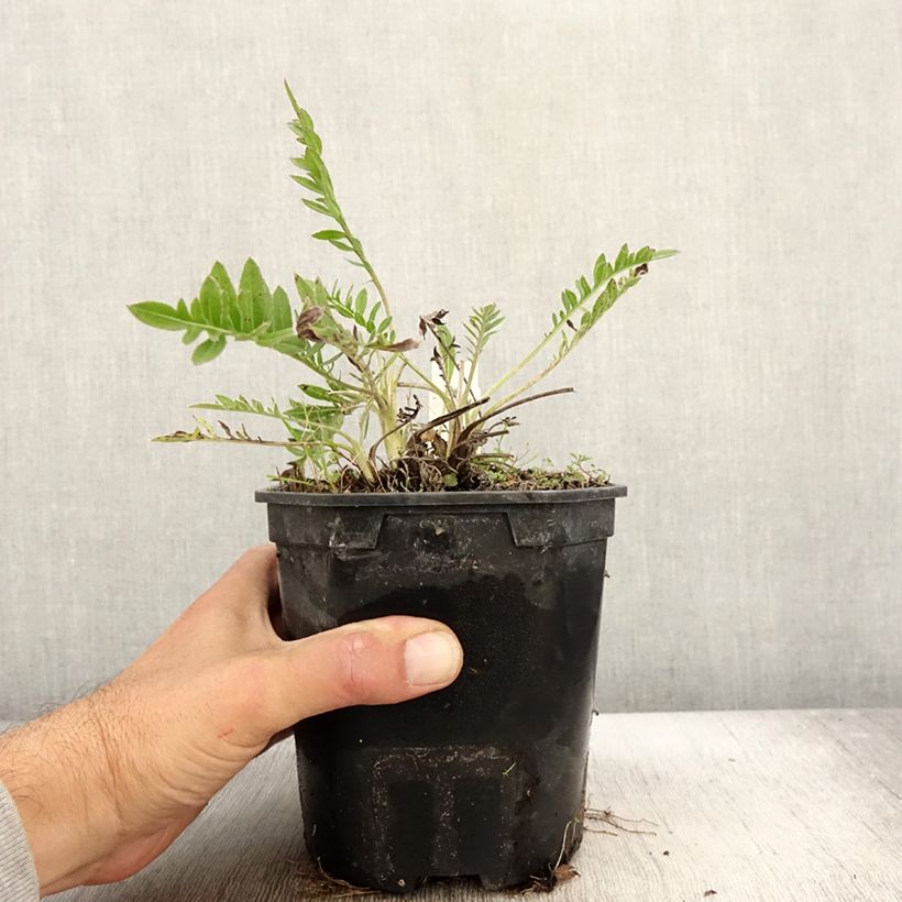 Ejemplar de Centaurea atropurpurea Maceta 2L/3L entregado en otoño