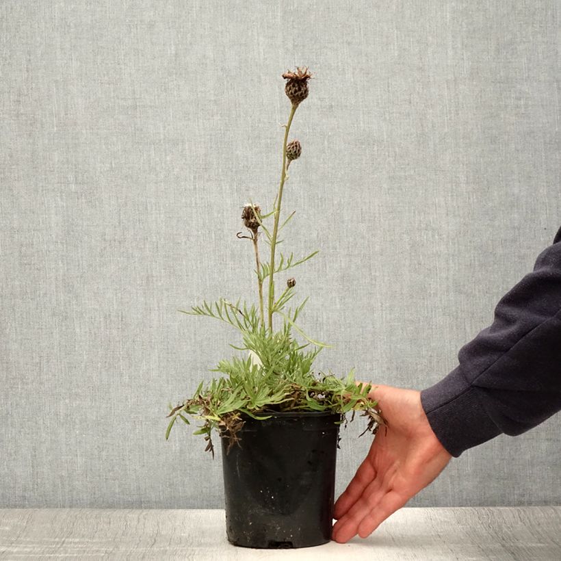 Ejemplar de Centaurea atropurpurea Maceta 2L/3L entregado en verano