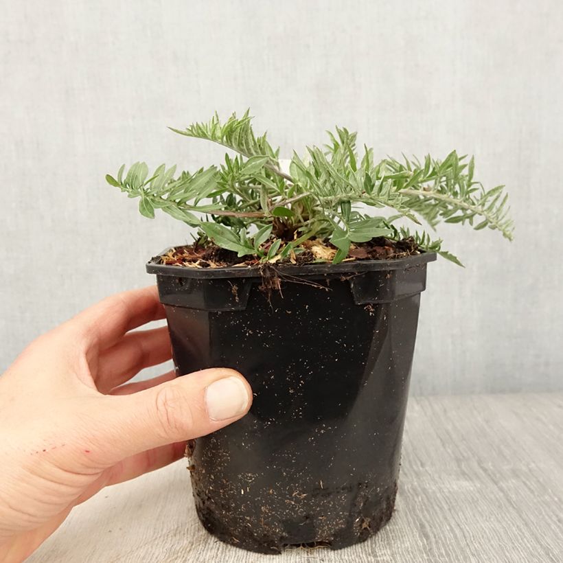 Centaurea atropurpurea Maceta 2L/3L Ejemplar entregado en la primavera