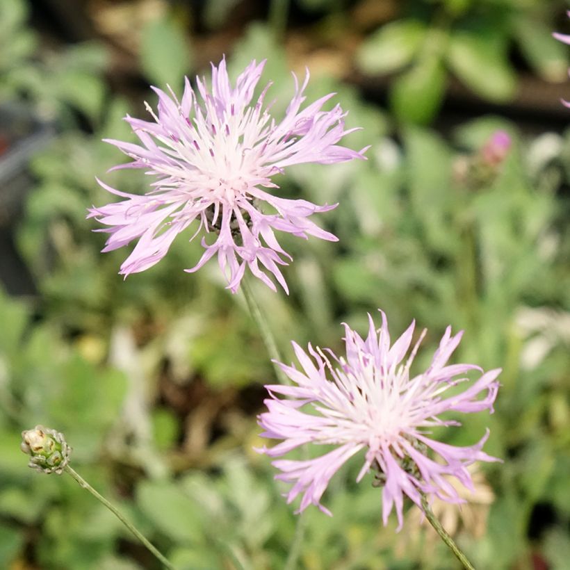 Centaurea bella (Floración)