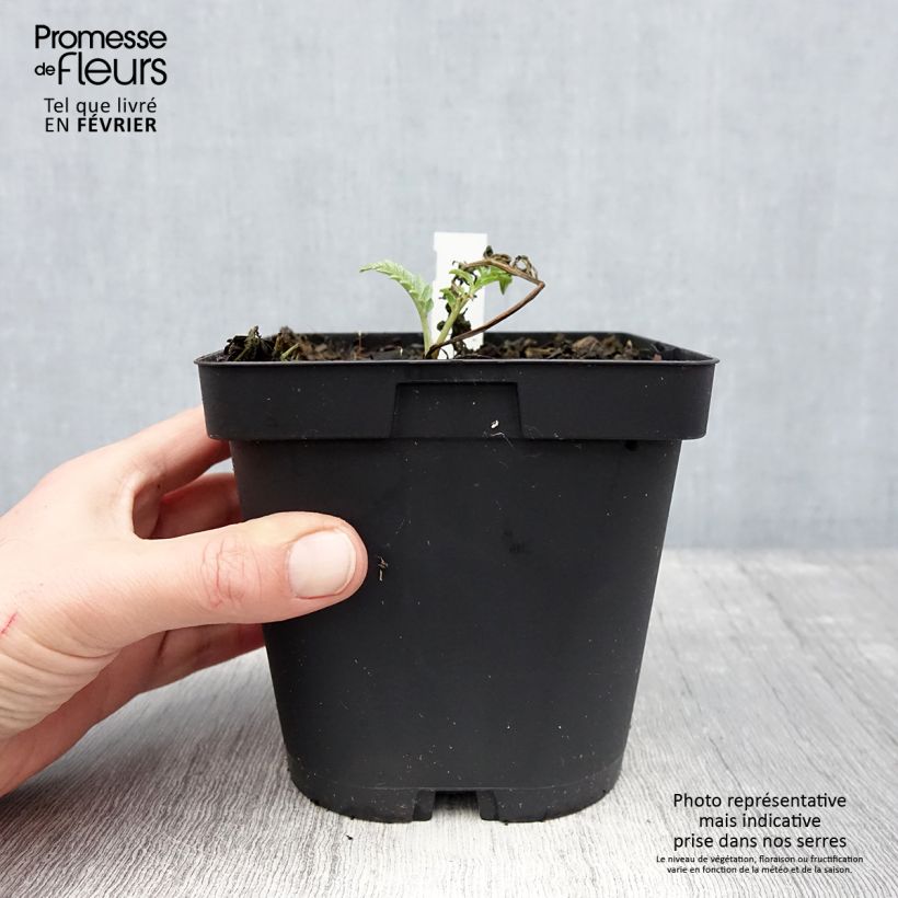 Centaurea dealbata Stenbeergii - Centaurea Maceta 2L/3L Ejemplar entregado en invierno