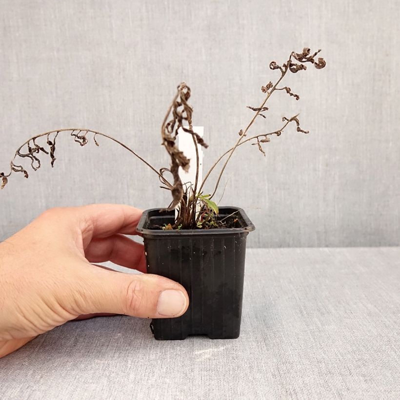 Ejemplar de Centaurea ruthenica Maceta de 8/9 cm entregado en otoño