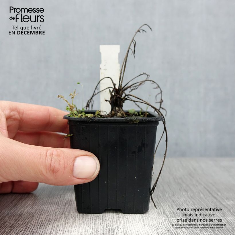 Centaurea ruthenica Maceta de 8/9 cm Ejemplar entregado en invierno