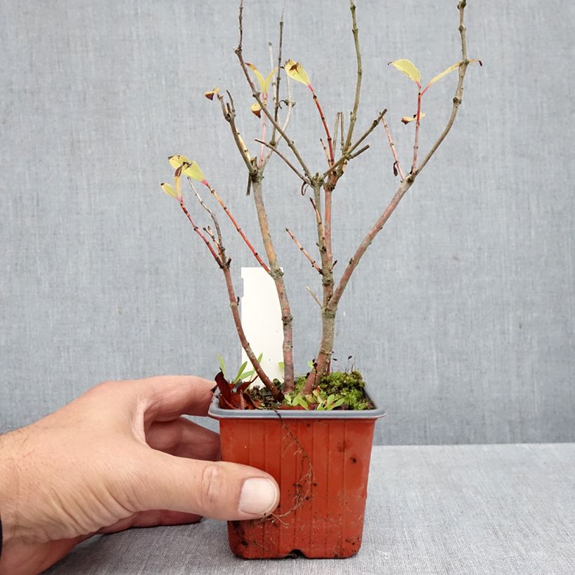 Ejemplar de Cephalanthus occidentalis Moonlight Fantasy - Aroma de laguna Maceta de 8/9 cm entregado en otoño