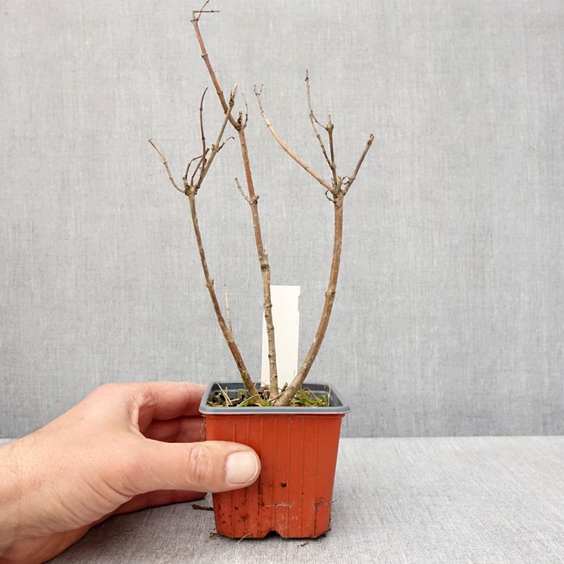 Cephalanthus occidentalis Moonlight Fantasy - Aroma de laguna Maceta de 8/9 cm Ejemplar entregado en la primavera