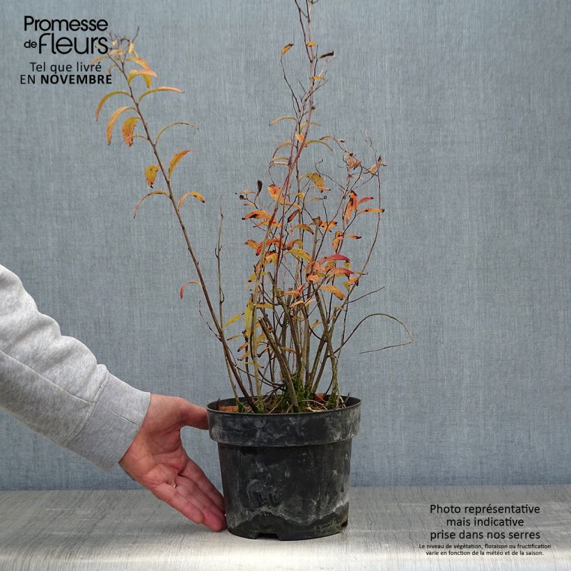 Ejemplar de Cephalanthus occidentalis Sugar Shack - Aroma de laguna Maceta 2L/3L entregado en otoño