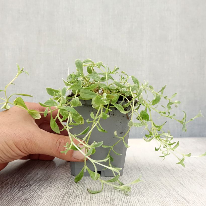 Ejemplar de Cerastium biebersteinii - Cerastio Maceta de 8/9 cm entregado en otoño